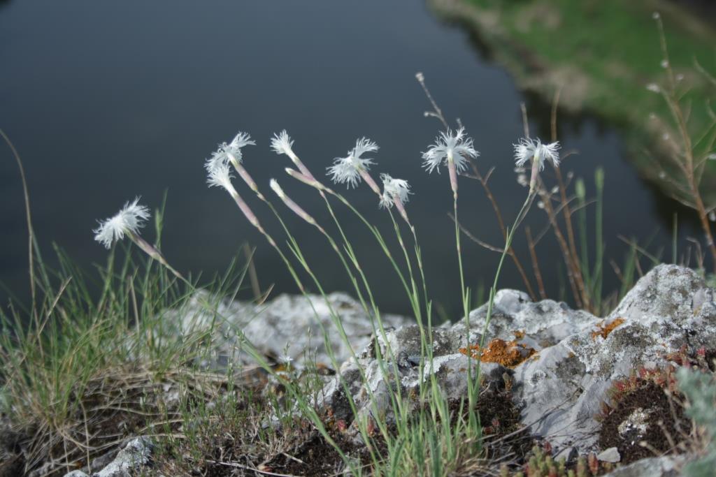 iglolistnaya gvozdika dlya alpinaria